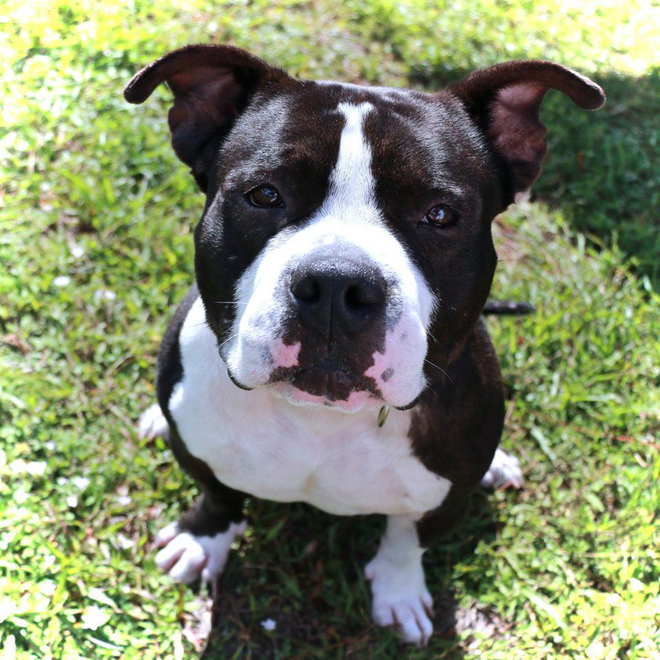 Martin County - Pet of the week